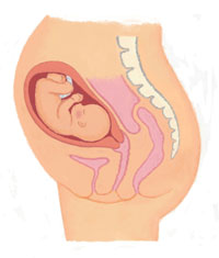 妊婦　子宮　赤ちゃん